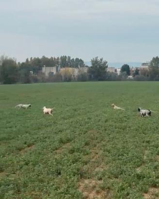 Cuccioli di setter inglese pronti