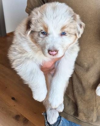 Cuccioli Australian Shepherd - Pastore Australiano