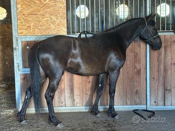 Pony monterufolino maschio