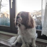 Cavalier King 2 anni per Accoppiamento