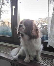 Cavalier King 2 anni per Accoppiamento