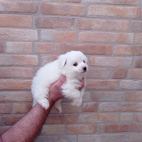 Cuccioli di Volpino Italiano