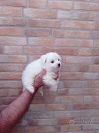 Cuccioli di Volpino Italiano