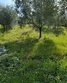 Terreno Agricolo ad Uso Orto e Uliveto pronto