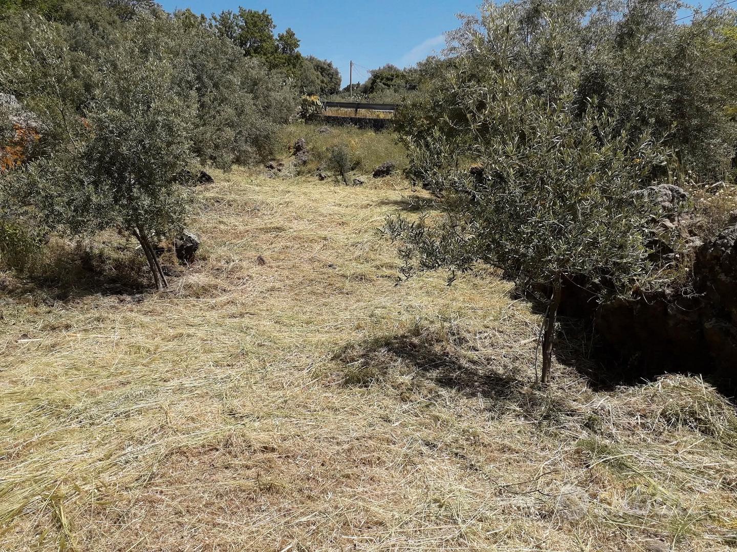OPEN HOUSE: uliveto 23000 mq Nocellara dell'Etna - Vista 2