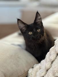 Maine coon maschio