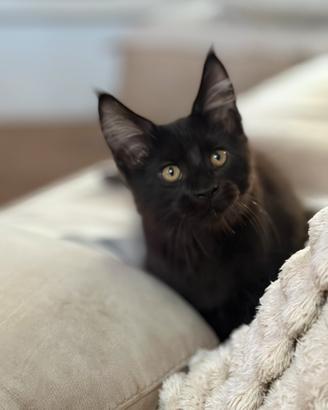 Maine coon maschio