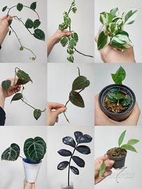 • Piante tropicali da interno/terrario • 🌿