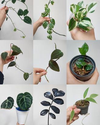 • Piante tropicali da interno/terrario • 🌿