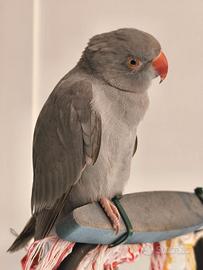 Il parrocchetto dal collare