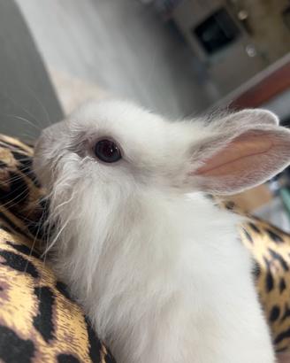 Mini loop testa di Leone