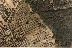 Terreno agr. - oliveta Sesto F. No zona Castellina
