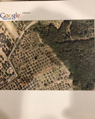 Terreno agr. - oliveta Sesto F. No zona Castellina