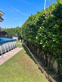 Giardiniere Monza e Brianza
