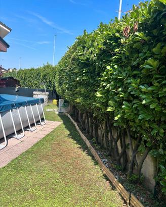 Giardiniere Monza e Brianza