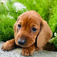 Cucciolo Bassotto tedesco
