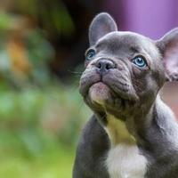 Cuccioli bulldog francesi M e F blu