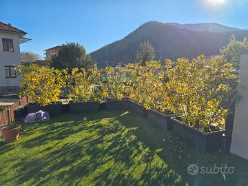 Siepi di pitosforo adulte altezza 180