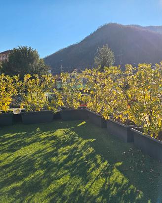 Siepi di pitosforo adulte altezza 180