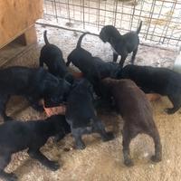 Cuccioli springer/bracco