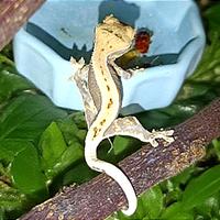 Baby geco Ciliatus Lilly White femmina, teca