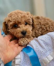 Barboncino Toy STELLA