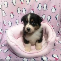 Australian Shepherd cuccioli black