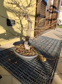 Bonsai Olmo Pumila