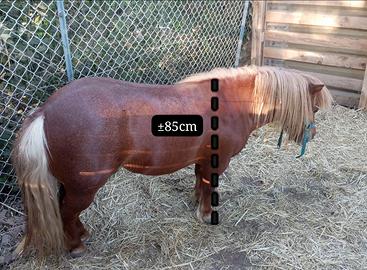 Pony maschio