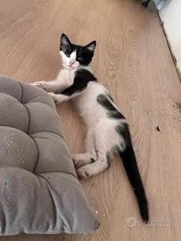 Gattini
