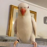 ? Parrocchetto dal collare Albino - Luglio 2025