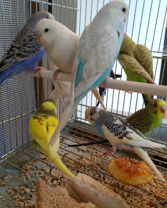 Cocorite Cocoriti Ondulati Pappagallini