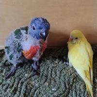 Disponibile da imbecco