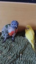 Disponibile da imbecco