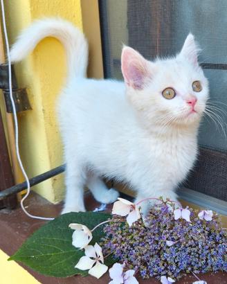 Animali gatto Scottish