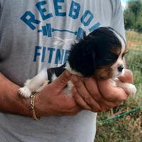 Cuccioli di cavalier king con pedigree enci