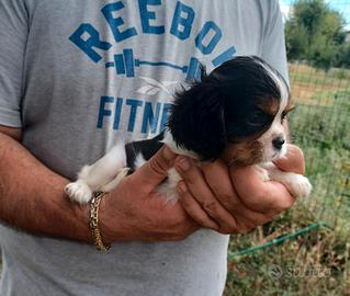 Cuccioli di cavalier king con pedigree enci