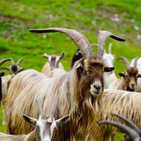 Capre Bionde dell Adamello