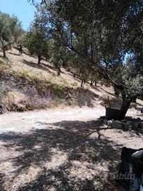 Terreno in Calabria