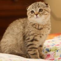 Scottish fold scottish straight
