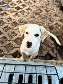Cuccioli taglia media
