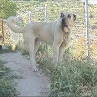 Kangal malakli per monta