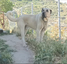 Kangal malakli per monta