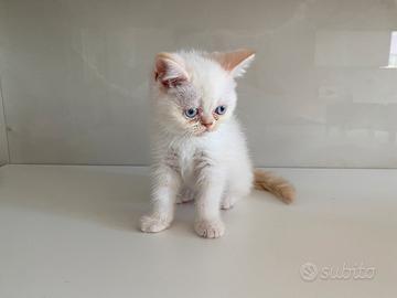 Cucciola British femmina