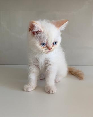 Cucciola British femmina