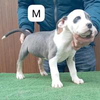 Pitbull terrier