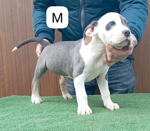 Pitbull terrier