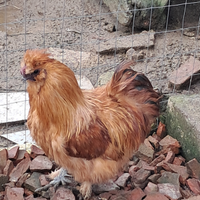 Disponibile 2 galetti