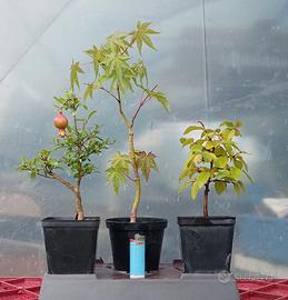 bonsai