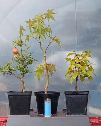 bonsai